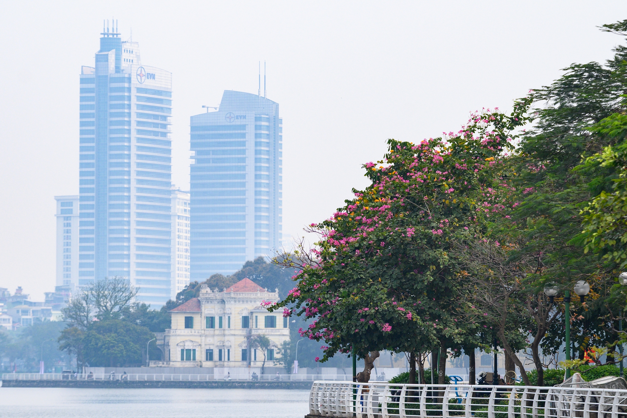 Cả Hà Nội phát sốt vì những cây hoa này: Chỗ đẹp như ngôn tình, nơi đã xác xơ - đi nhầm phí công vô ích!- Ảnh 16.