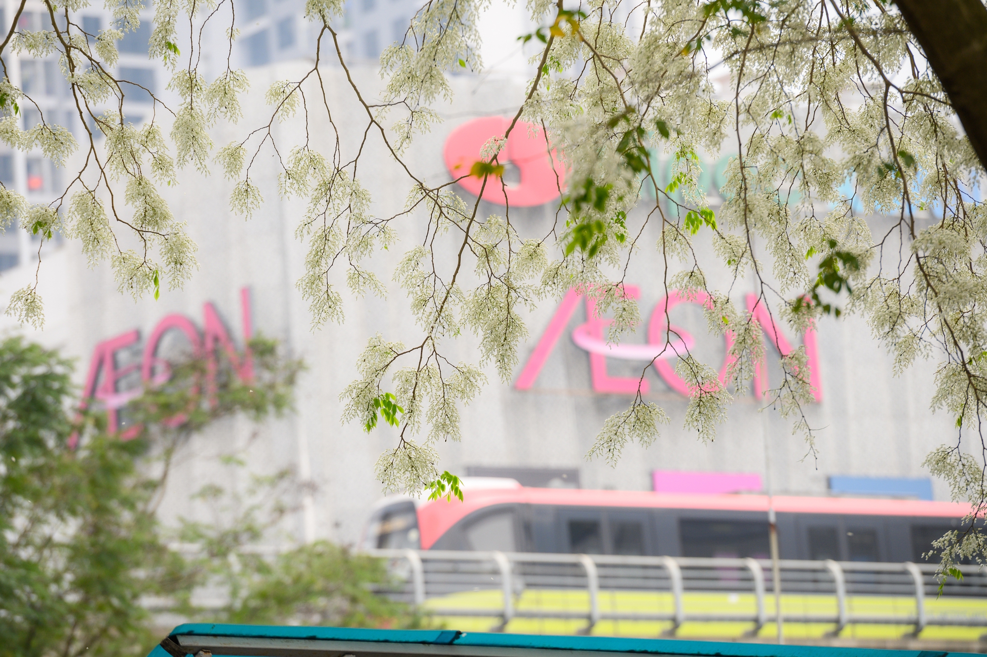 Cả Hà Nội phát sốt vì những cây hoa này: Chỗ đẹp như ngôn tình, nơi đã xác xơ - đi nhầm phí công vô ích!- Ảnh 2.