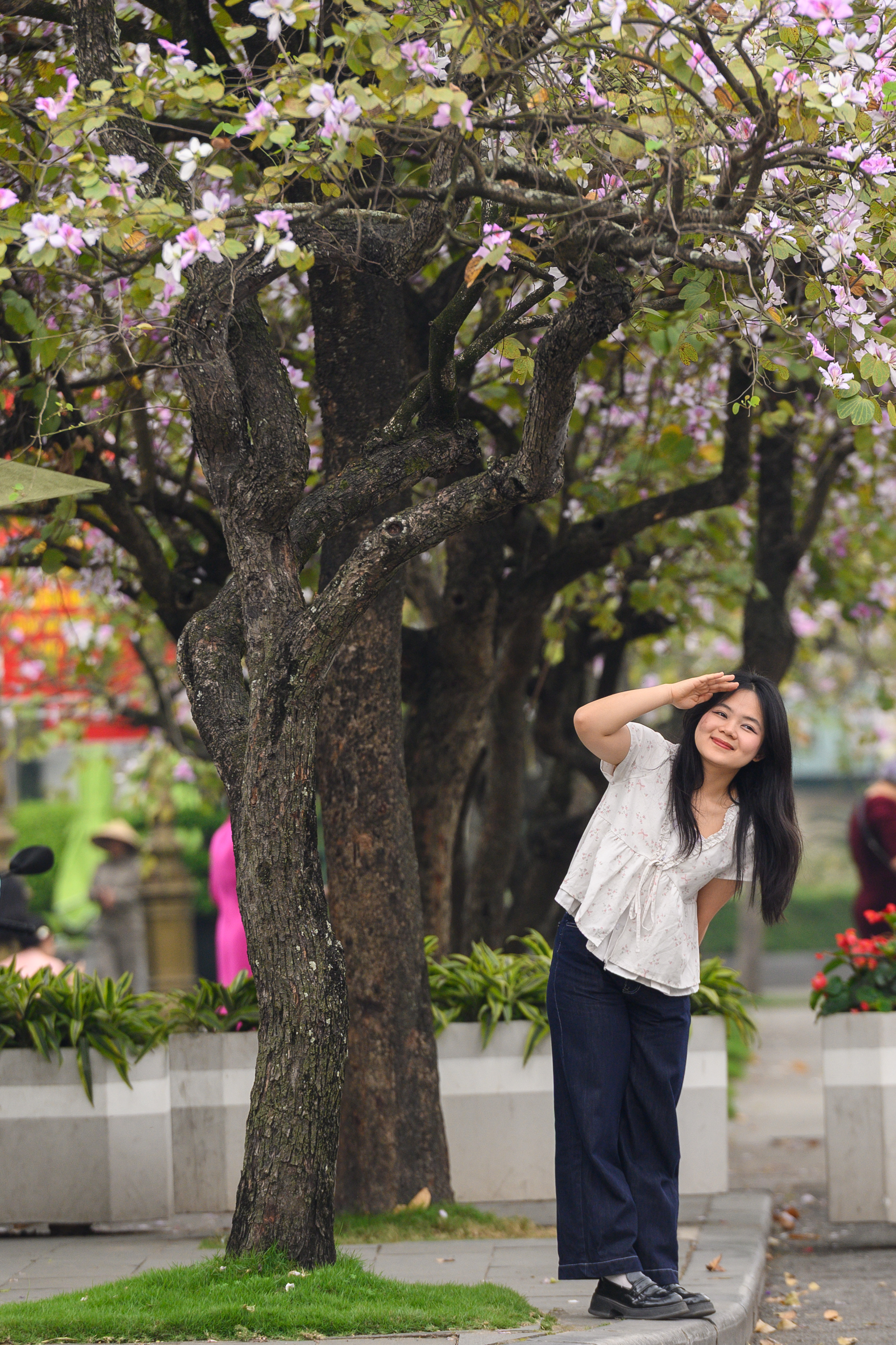 Cả Hà Nội phát sốt vì những cây hoa này: Chỗ đẹp như ngôn tình, nơi đã xác xơ - đi nhầm phí công vô ích!- Ảnh 19.