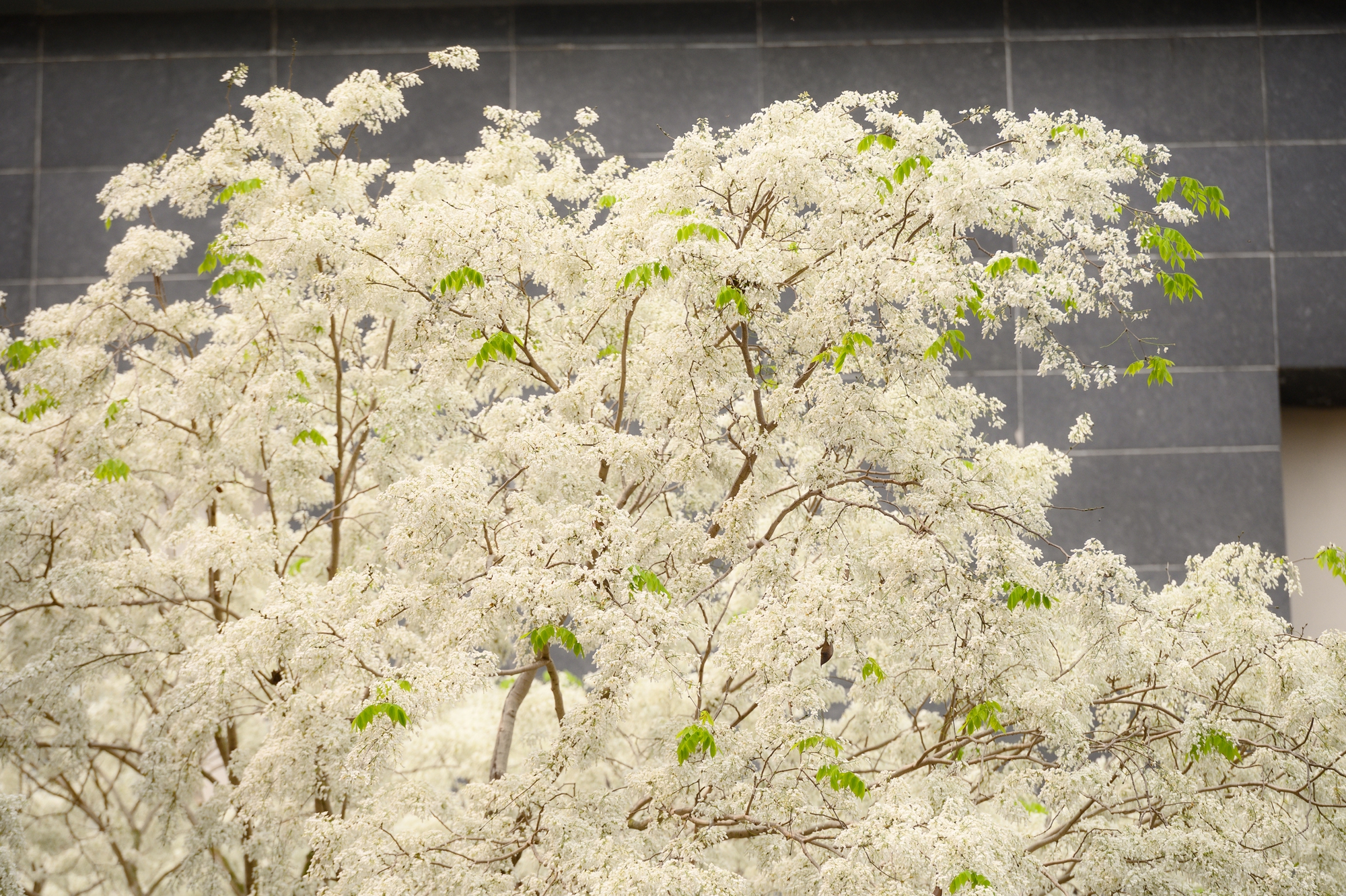 Cả Hà Nội phát sốt vì những cây hoa này: Chỗ đẹp như ngôn tình, nơi đã xác xơ - đi nhầm phí công vô ích!- Ảnh 3.