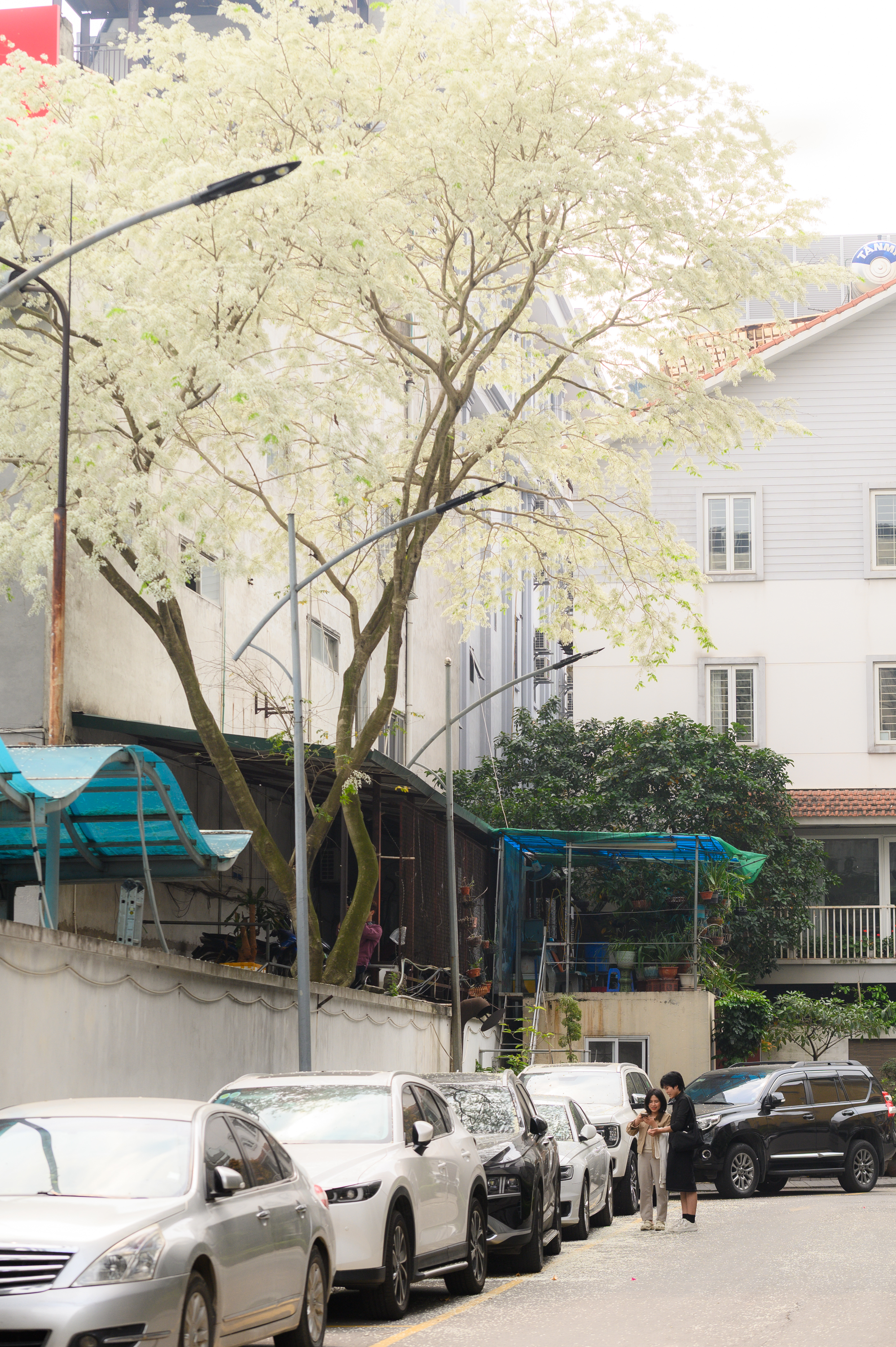 Cả Hà Nội phát sốt vì những cây hoa này: Chỗ đẹp như ngôn tình, nơi đã xác xơ - đi nhầm phí công vô ích!- Ảnh 4.