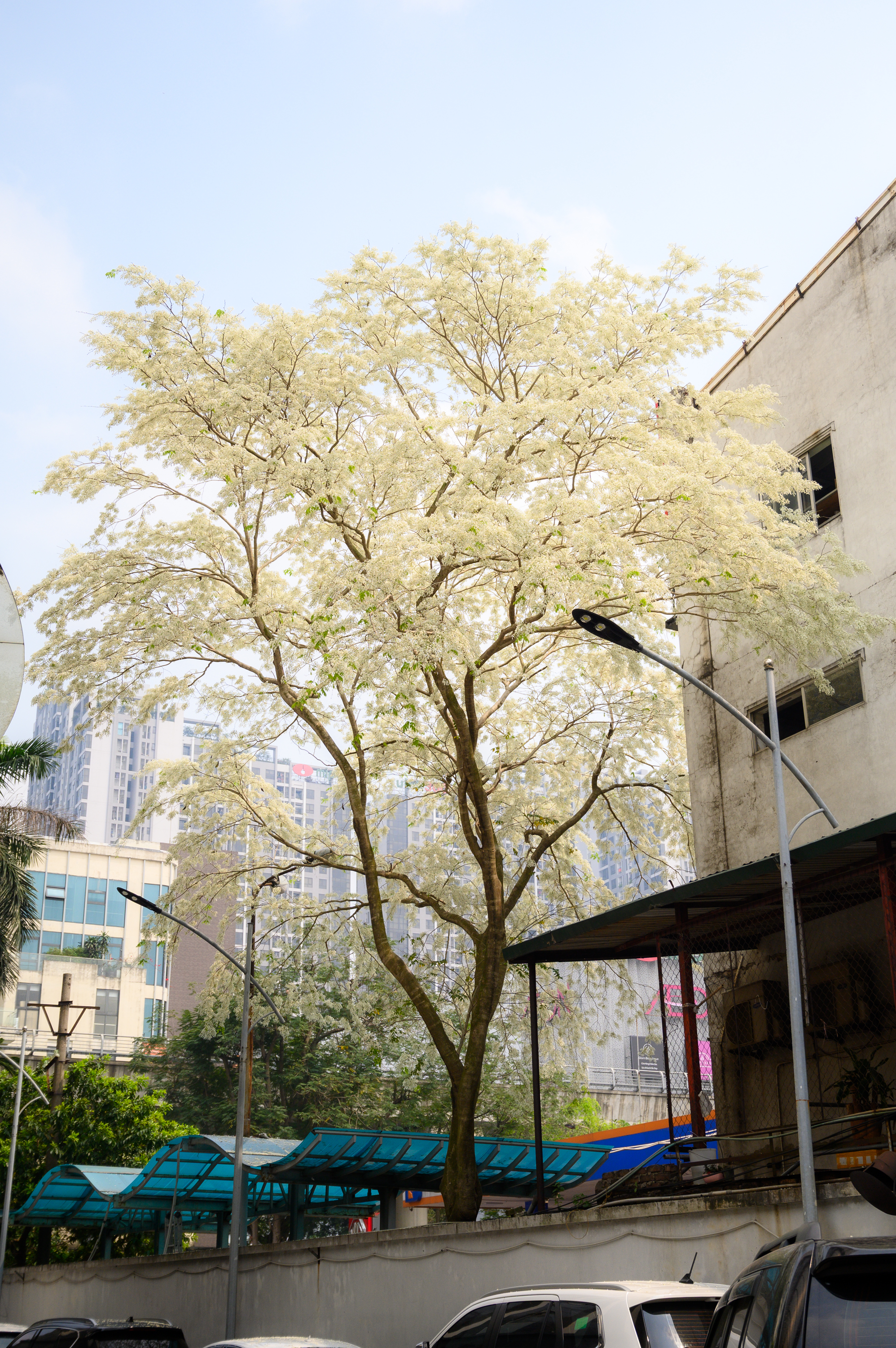 Cả Hà Nội phát sốt vì những cây hoa này: Chỗ đẹp như ngôn tình, nơi đã xác xơ - đi nhầm phí công vô ích!- Ảnh 5.