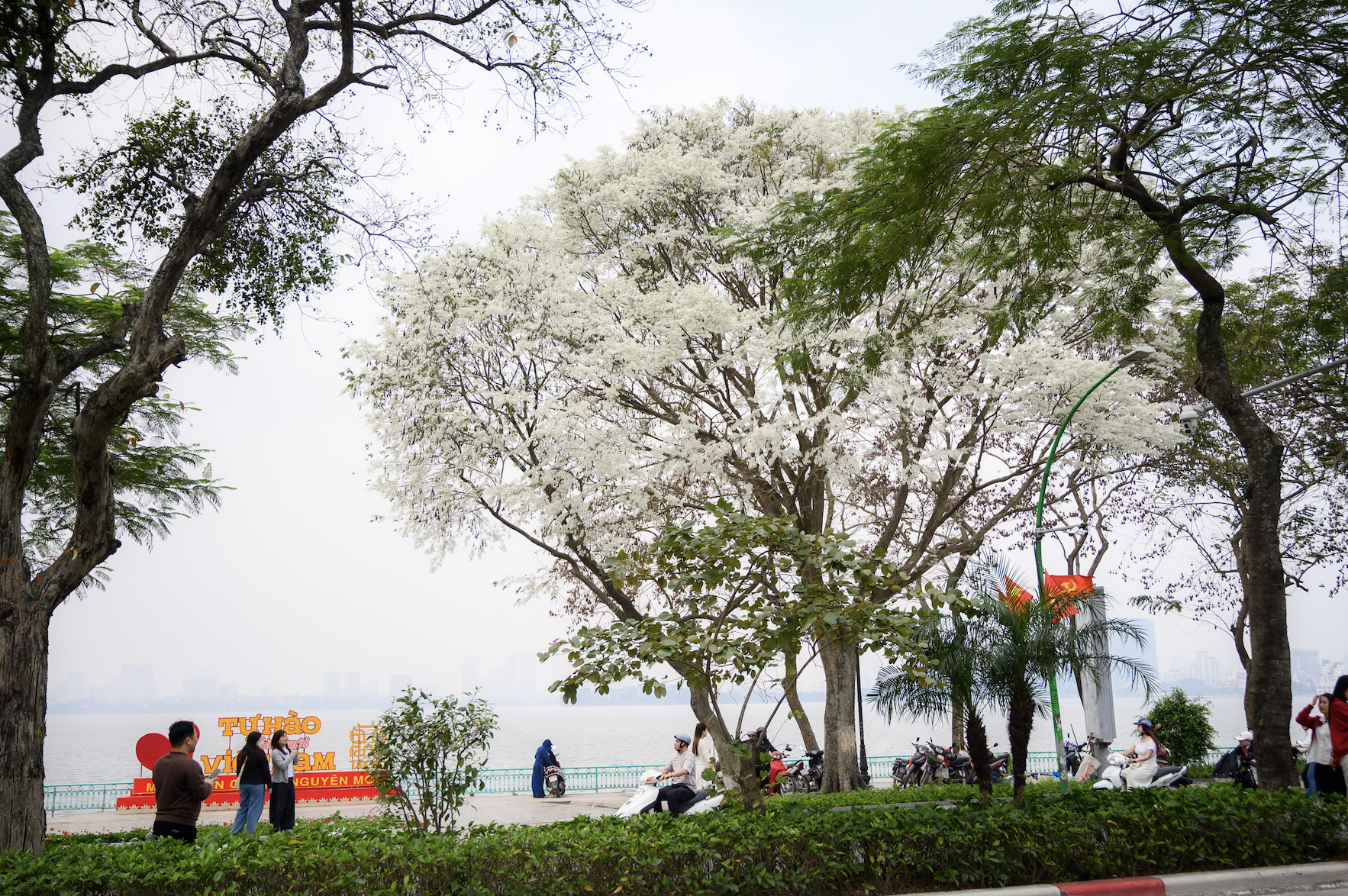 Cả Hà Nội phát sốt vì những cây hoa này: Chỗ đẹp như ngôn tình, nơi đã xác xơ - đi nhầm phí công vô ích!- Ảnh 6.