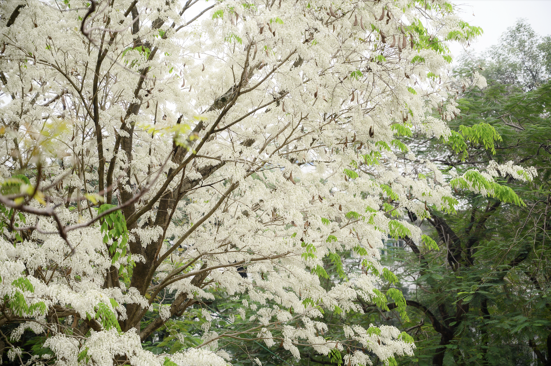 Cả Hà Nội phát sốt vì những cây hoa này: Chỗ đẹp như ngôn tình, nơi đã xác xơ - đi nhầm phí công vô ích!- Ảnh 11.