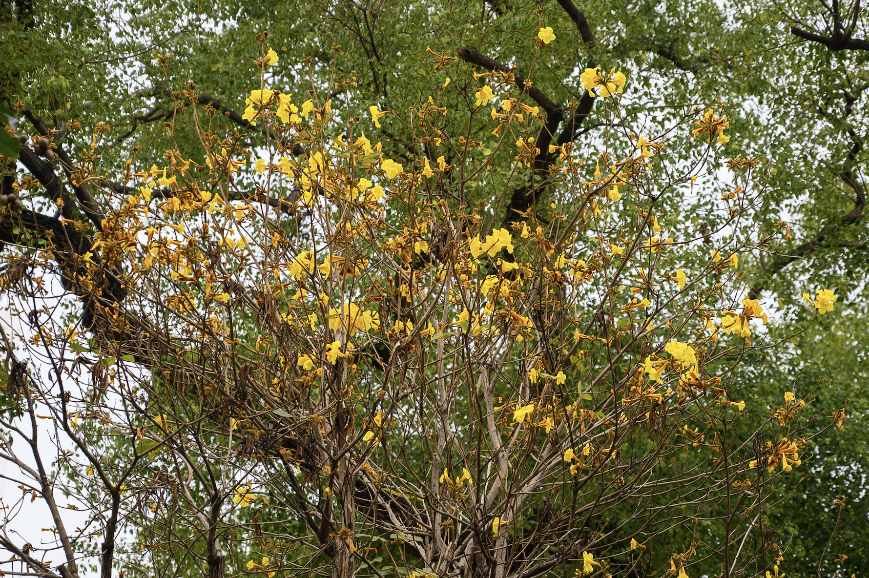 Cả Hà Nội phát sốt vì những cây hoa này: Chỗ đẹp như ngôn tình, nơi đã xác xơ - đi nhầm phí công vô ích!- Ảnh 20.