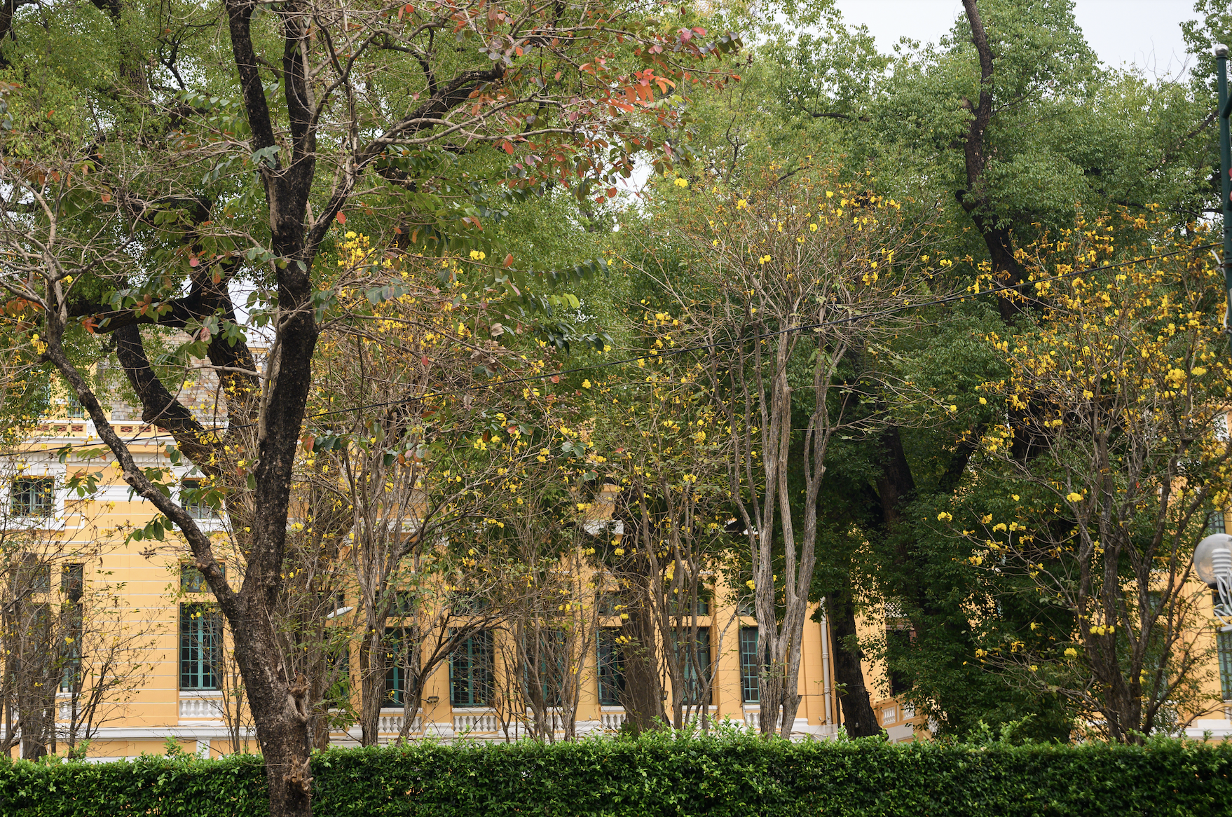 Cả Hà Nội phát sốt vì những cây hoa này: Chỗ đẹp như ngôn tình, nơi đã xác xơ - đi nhầm phí công vô ích!- Ảnh 21.