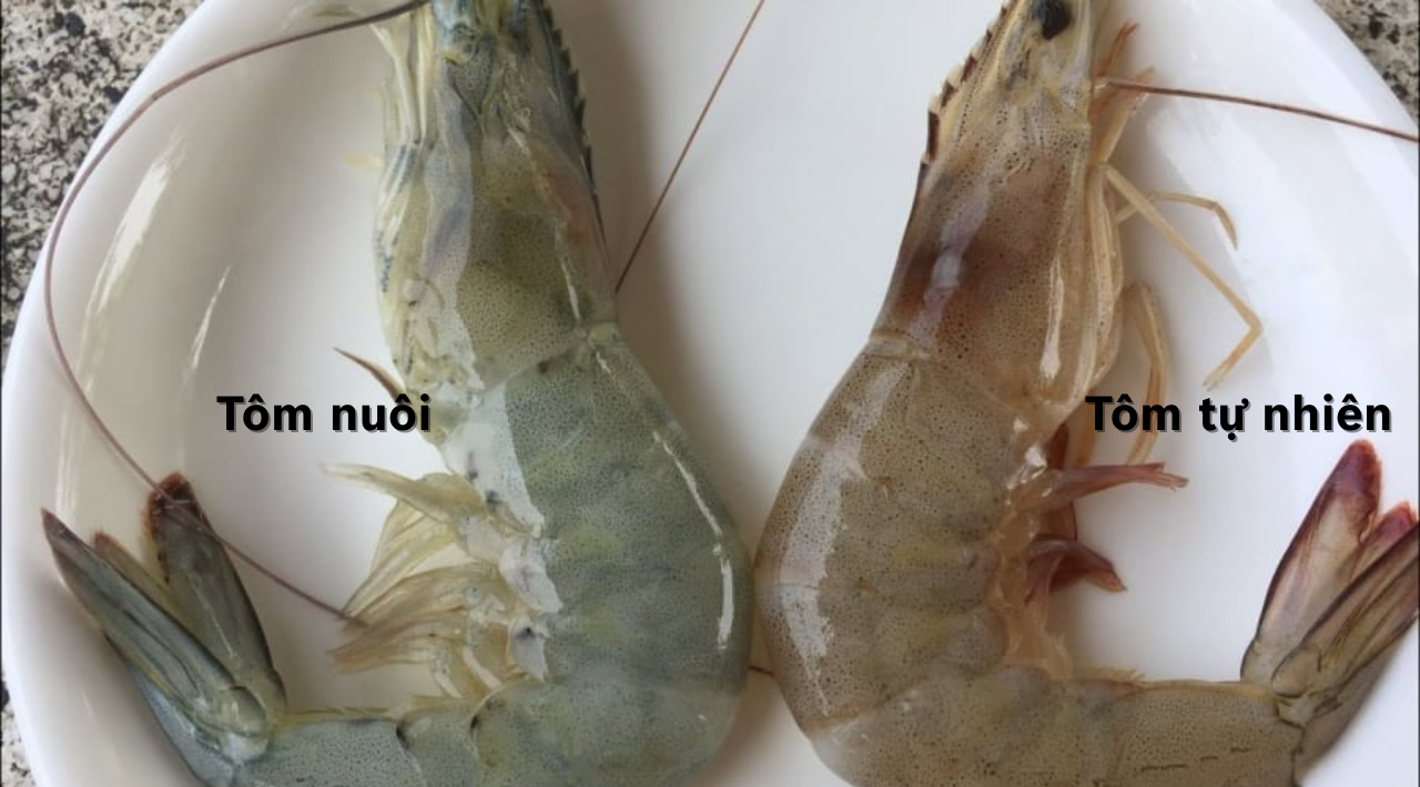 Mẹo "xương máu" phân biệt tôm nuôi và tôm tự nhiên, người bán ít khi tiết lộ- Ảnh 1.