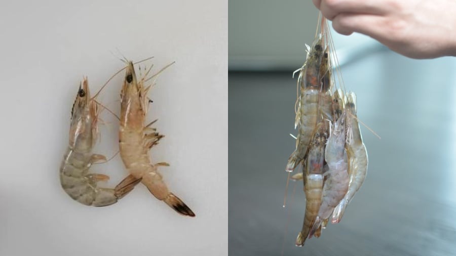 Mẹo "xương máu" phân biệt tôm nuôi và tôm tự nhiên, người bán ít khi tiết lộ- Ảnh 2.