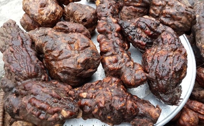 1 loại cây quý phơi khô là