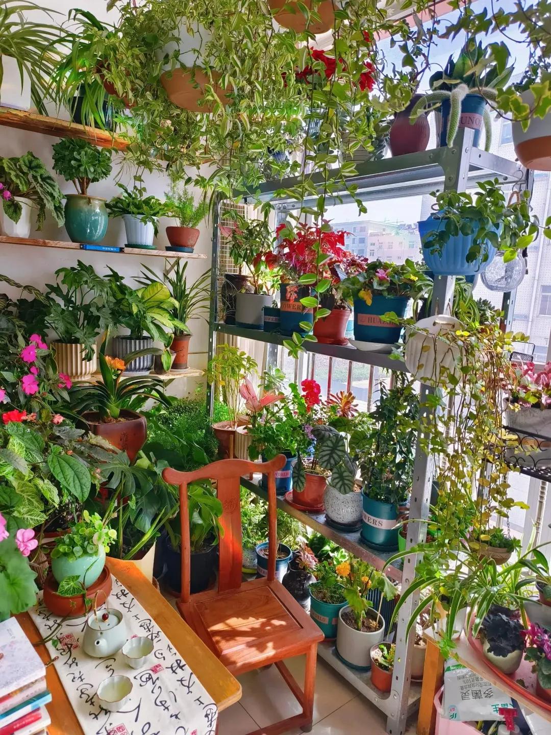 Ban công 3m² của người phụ nữ 45 tuổi gây sốt: Trồng vài chậu cây đơn giản mà biến nhà thành nơi muốn về sớm mỗi ngày- Ảnh 4.