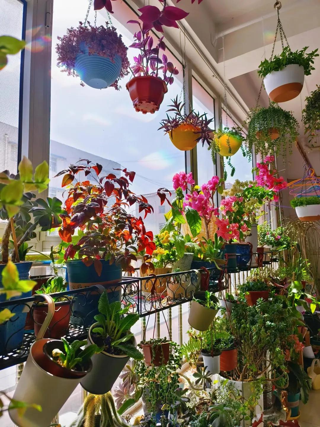 Ban công 3m² của người phụ nữ 45 tuổi gây sốt: Trồng vài chậu cây đơn giản mà biến nhà thành nơi muốn về sớm mỗi ngày- Ảnh 5.