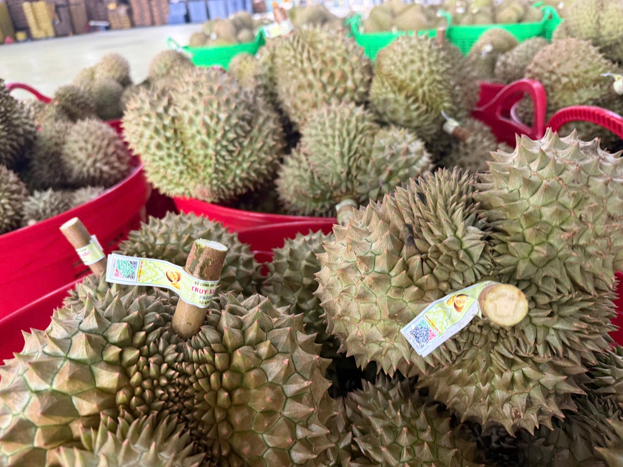 Xuất khẩu lô sầu riêng đầu tiên nhờ thông quan Luồng xanh - Ảnh 1.