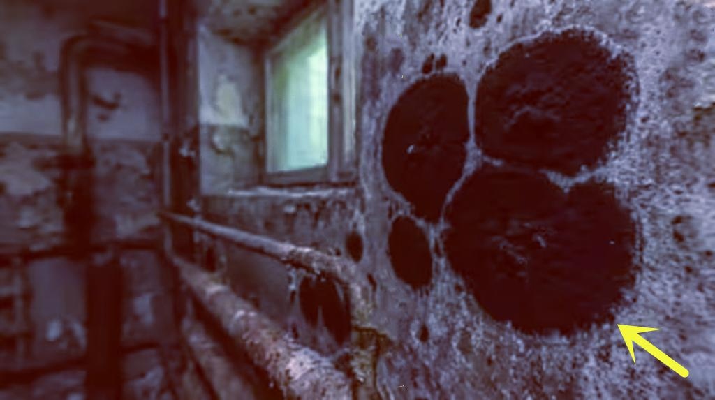 Một sinh vật đột biến đã được phát hiện ở Chernobyl, sở hữu những khả năng đặc biệt, bao gồm khả năng ăn bức xạ hạt nhân- Ảnh 2.