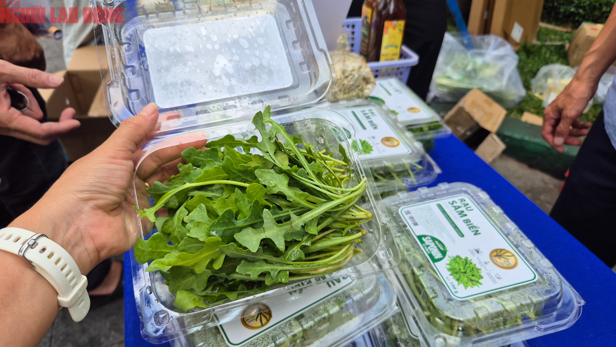 Rau sâm biển: Lọai rau trồng trên cát giá 350 . 000 Đồng / kg vẫn được xem là rẻ - Ảnh 3.