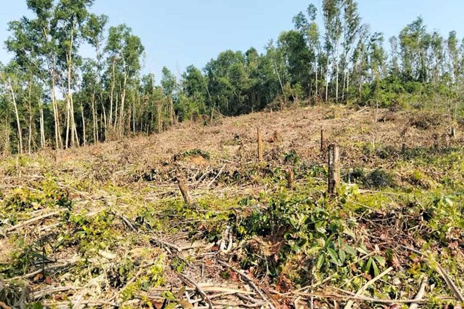 Nguyên giám đốc khai thác rừng trái phép, đơn vị quản lý “quên” báo cáo - Ảnh 1.