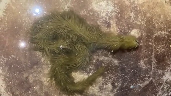 Lộ clip sinh vật lạ phủ kín "lông" xanh rêu bơi mềm như dải lụa dưới nước, chuyên gia lập tức kiểm tra - Ảnh 1.