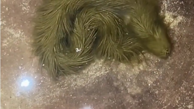 Lộ clip sinh vật lạ phủ kín "lông" xanh rêu bơi mềm như dải lụa dưới nước, chuyên gia lập tức kiểm tra - Ảnh 2.