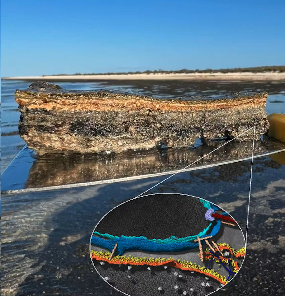 "Tổ tiên vĩ đại” của chúng ta được hé lộ ở vịnh Cá Mập - Ảnh 1.