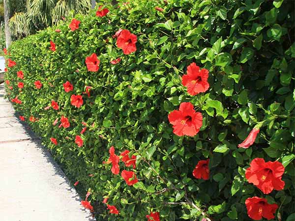 3 loại hoa nên cân nhắc khi trồng trước nhà - Ảnh 1.