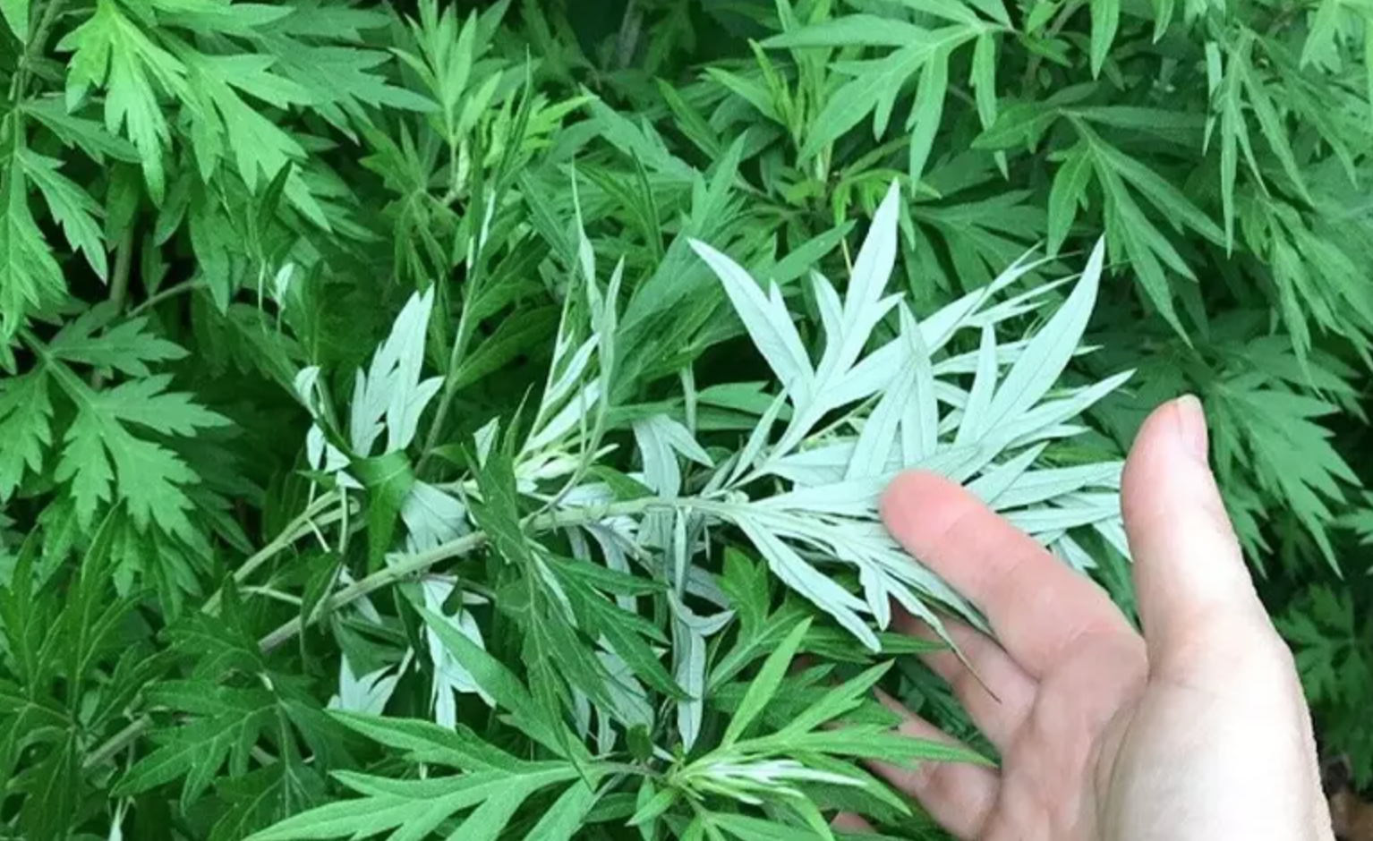 3 loại rau nhất định phải trồng trong vườn nhà: Có một cây cũng tốt đủ đường - Ảnh 1.