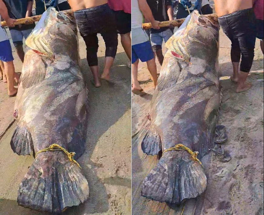 Ngư dân bắt được con cá mú khổng lồ nặng 290kg trên biển - Ảnh 1.