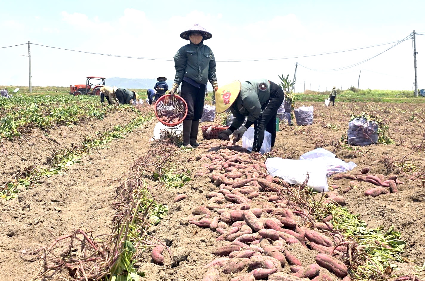 Giá khoai lang giảm sâu tại gia Lai năm 2026: Nông dân chịu thiệt hại nặng nề - Ảnh 3. Giá khoai lang giảm sâu tại gia Lai năm 2026: Nông dân chịu thiệt hại nặng nề - Ảnh 3.