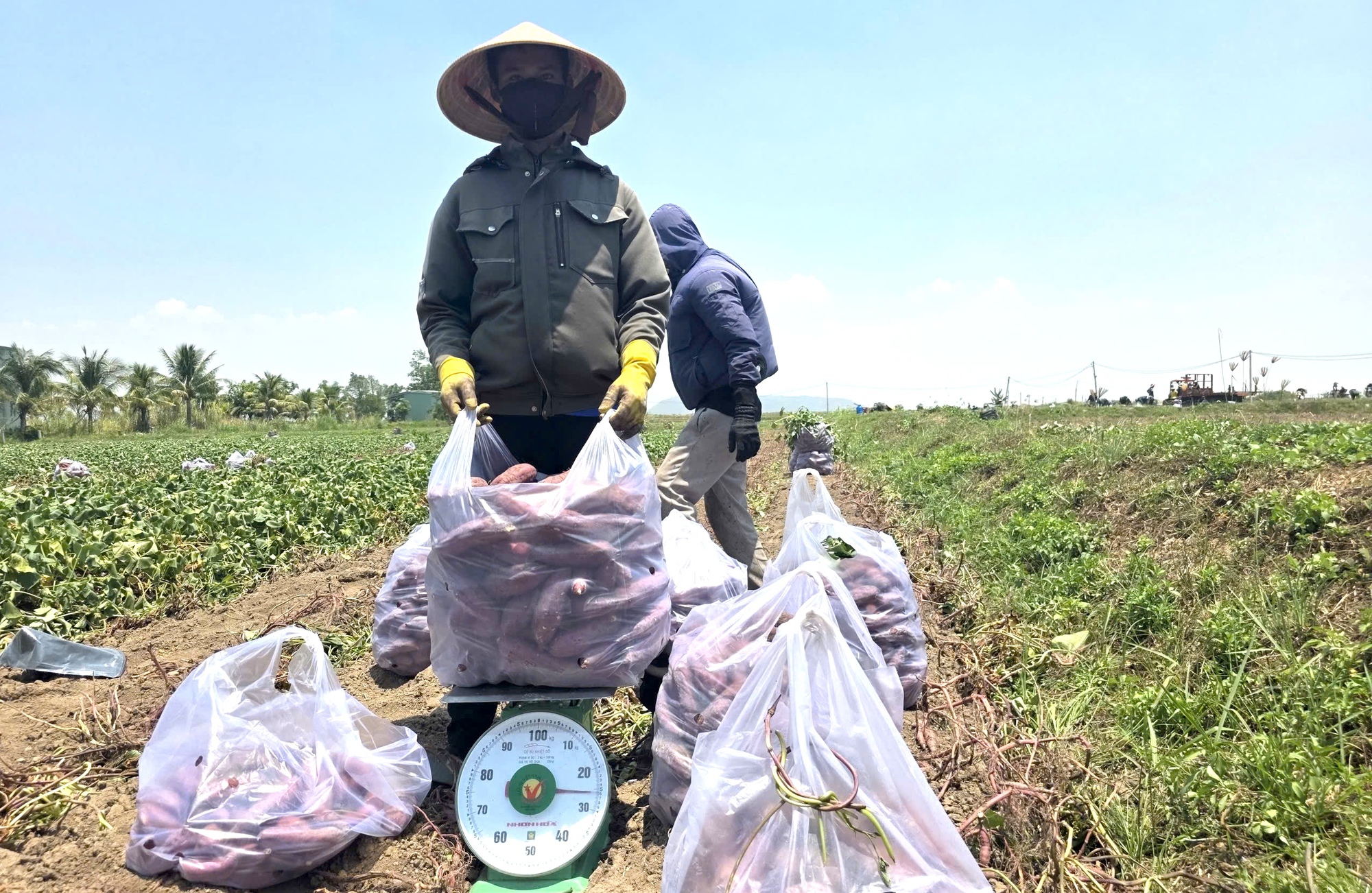 Giá khoai lang giảm sâu tại gia Lai năm 2026: Nông dân chịu thiệt hại nặng nề - Ảnh 1. Giá khoai lang giảm sâu tại gia Lai năm 2026: Nông dân chịu thiệt hại nặng nề - Ảnh 1.