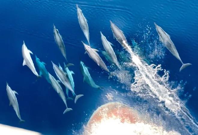 Cảnh tượng vừa xảy ra trên biển Khánh Hòa khiến nhiều người thốt lên: Thật hiếm có! - Ảnh 4.