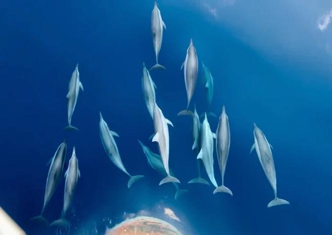 Cảnh tượng vừa xảy ra trên biển Khánh Hòa khiến nhiều người thốt lên: Thật hiếm có! - Ảnh 3.