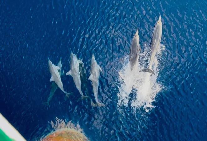 Cảnh tượng vừa xảy ra trên biển Khánh Hòa khiến nhiều người thốt lên: Thật hiếm có! - Ảnh 1.