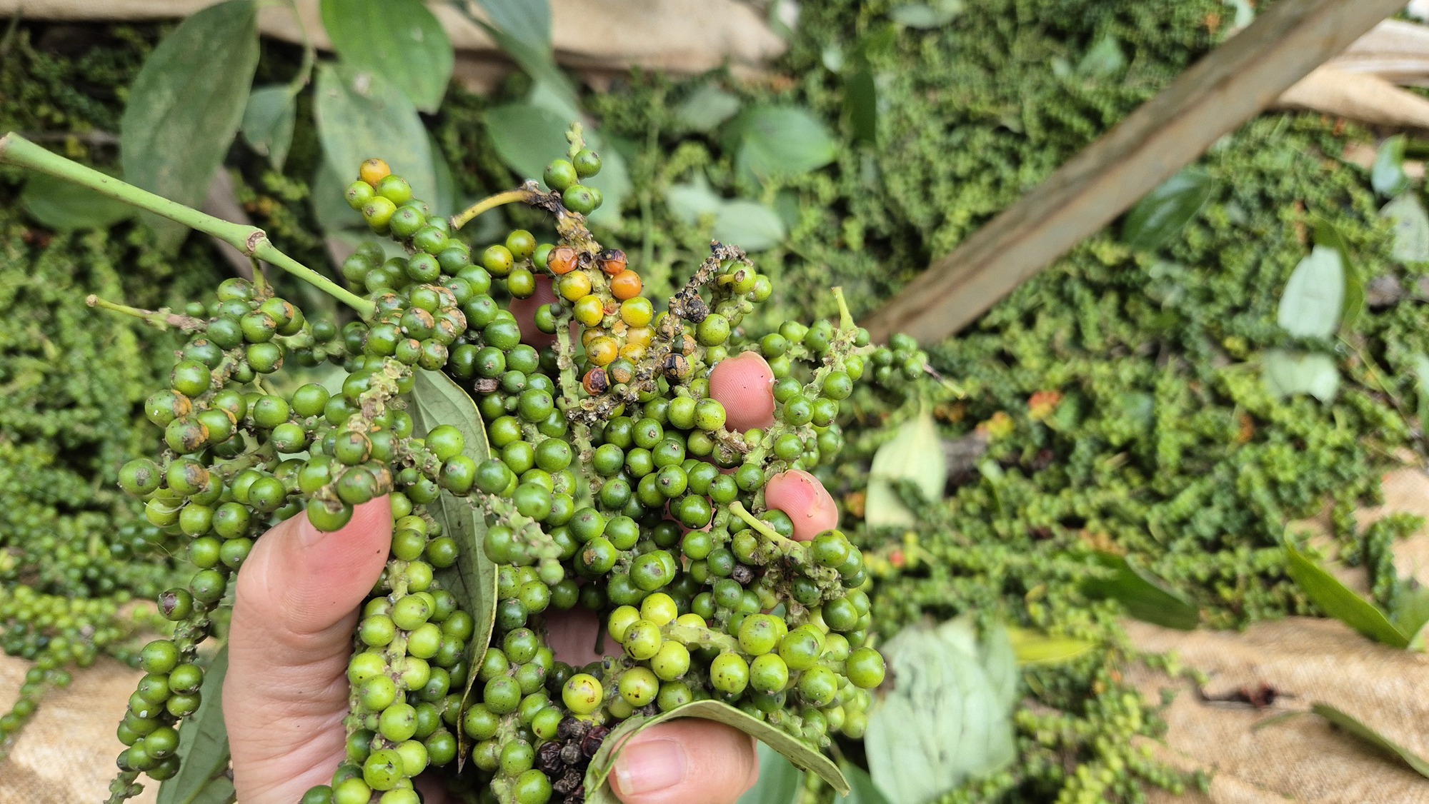 - Ảnh 3. - Ảnh 3.