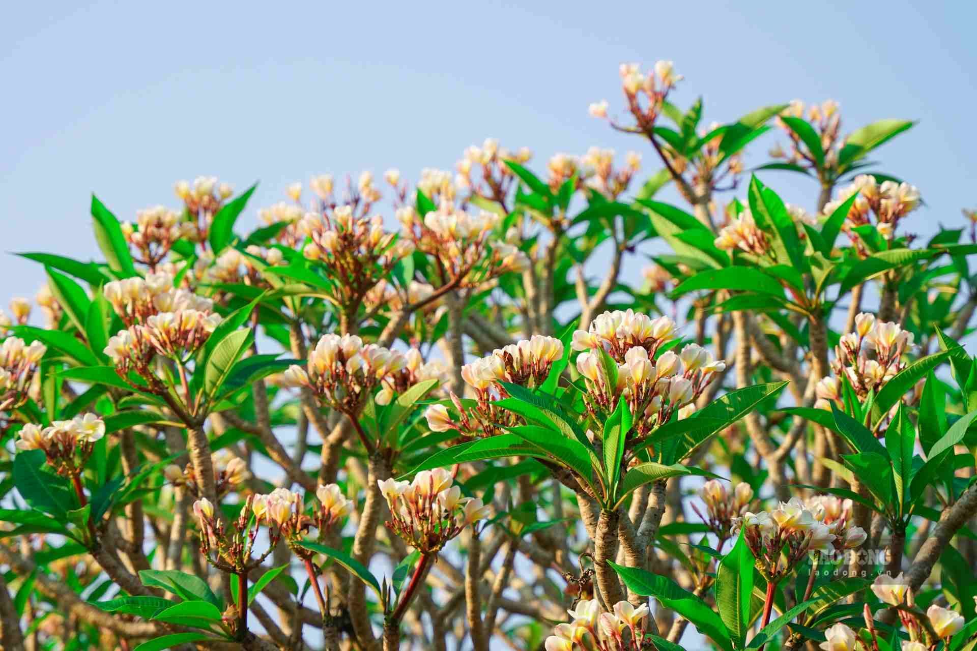 3 loại cây dễ "chặn" tài lộc, tránh trồng trước cổng  - Ảnh 1.