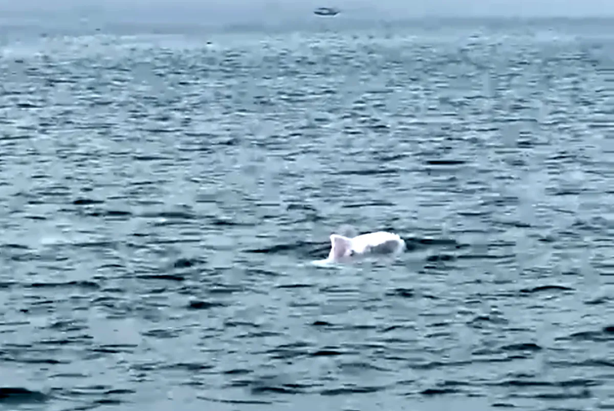 Cảnh tượng vừa xảy ra trên biển Khánh Hòa khiến nhiều người thốt lên: Thật hiếm có! - Ảnh 6.