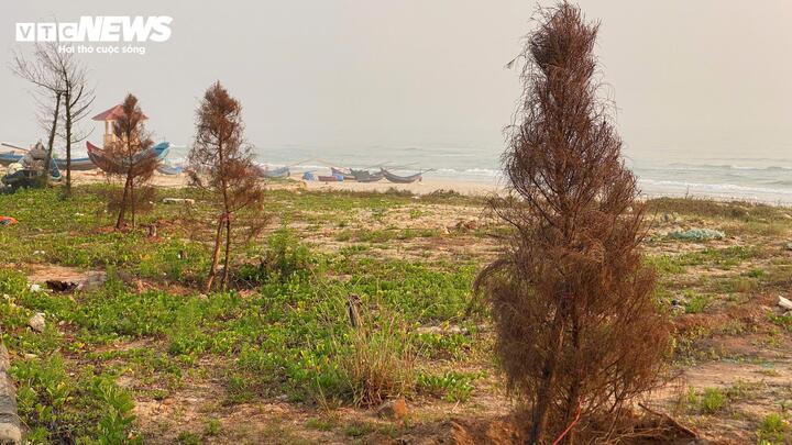 Dân ven biển Quảng Trị tiếc nuối nhìn dự án bãi tắm gần 260 tỷ 'đắp chiếu'- Ảnh 10.