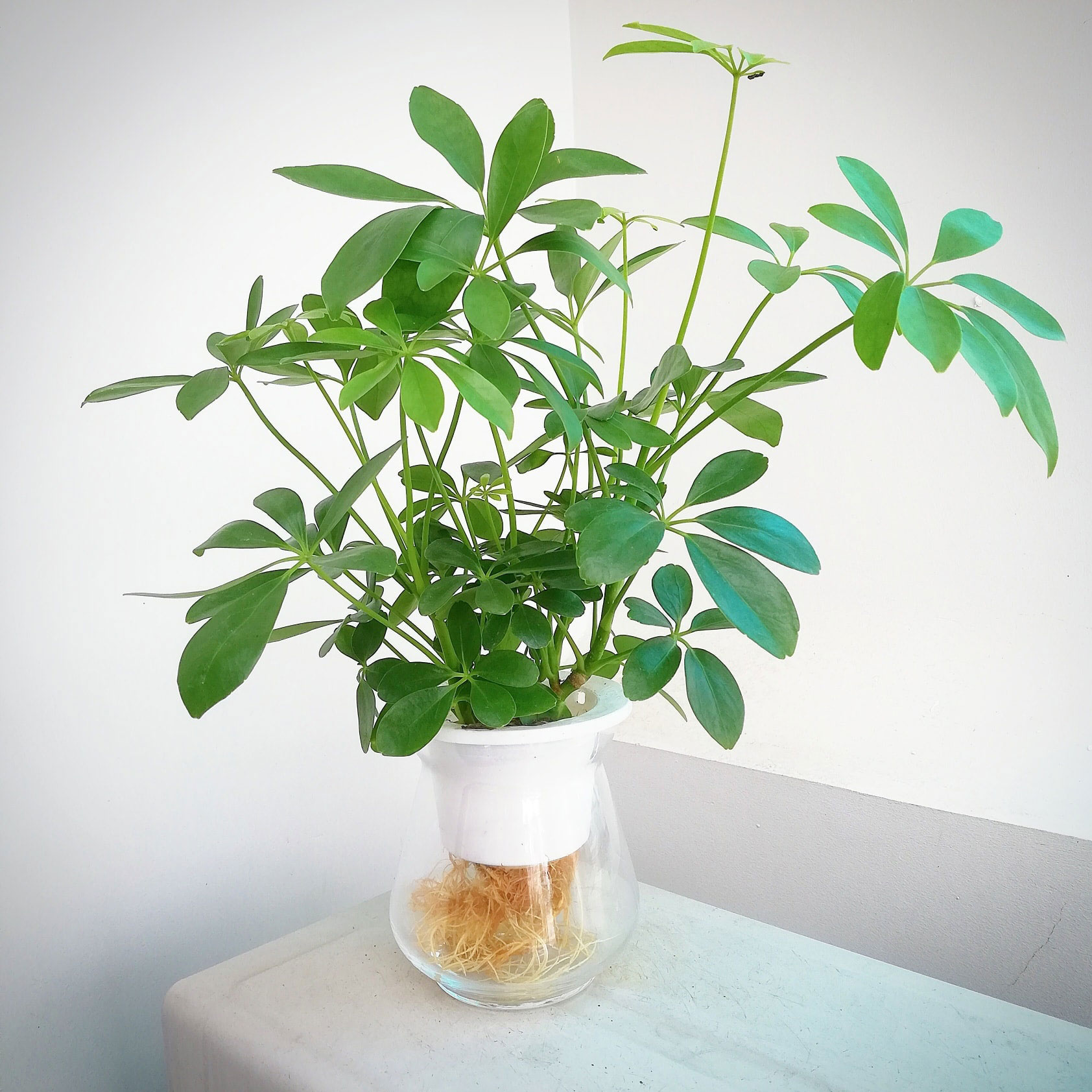 4 loại cây vừa “trấn trạch”, vừa làm thuốc, nên trồng trong nhà ngay - Ảnh 2.