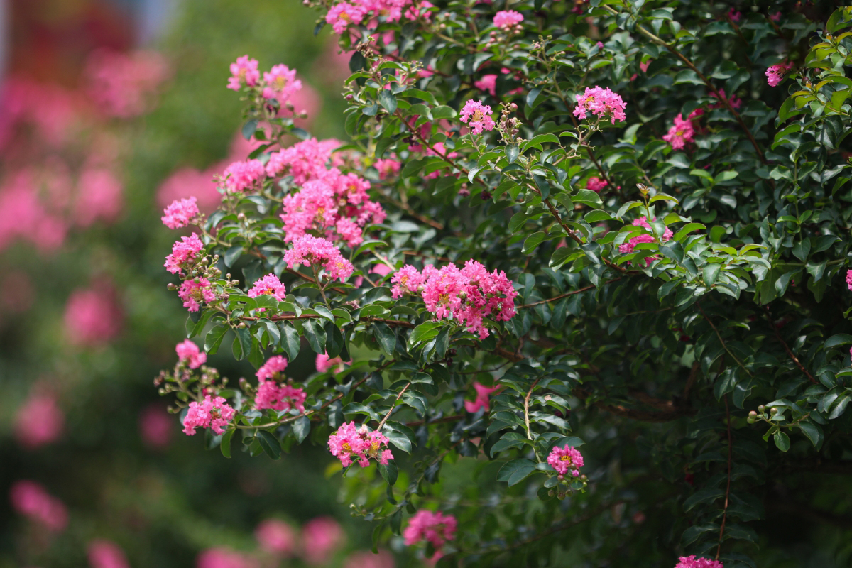 4 loại cây vừa “trấn trạch”, vừa làm thuốc, nên trồng trong nhà ngay - Ảnh 4.