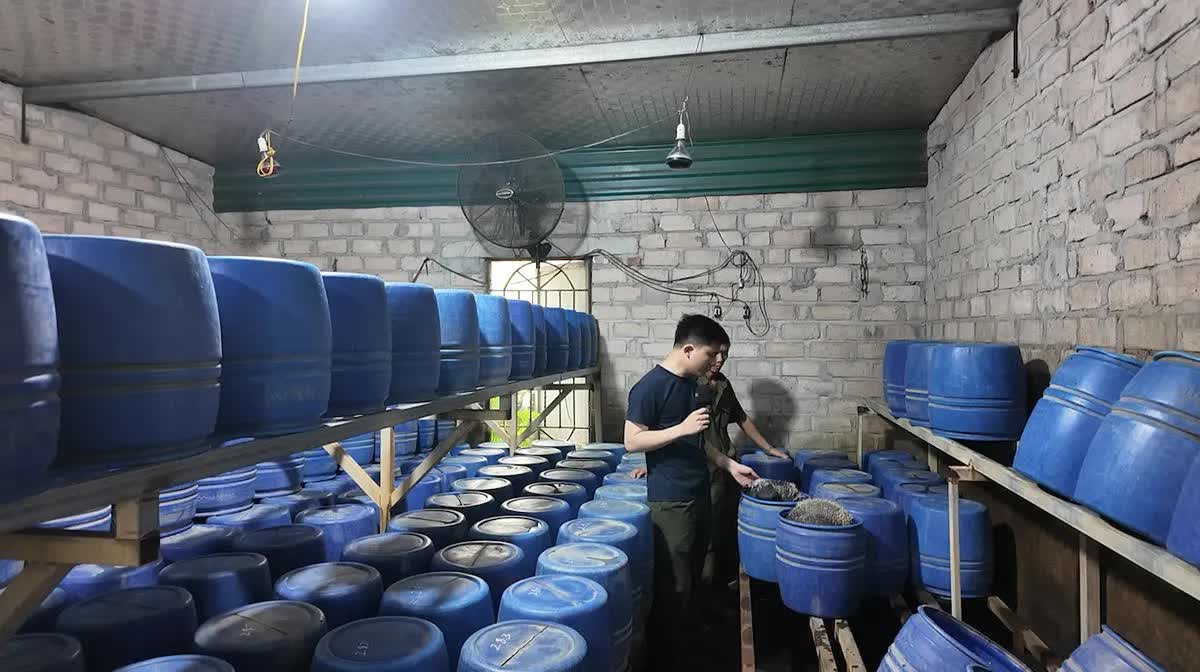 Đột kích xưởng sản xuất giá đỗ sử dụng chất cấm tại Quảng Ninh, thu giữ 4 tấn hàng- Ảnh 2.