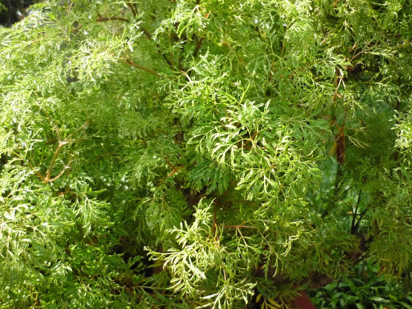 4 loại cây vừa “trấn trạch”, vừa làm thuốc, nên trồng trong nhà ngay - Ảnh 1.