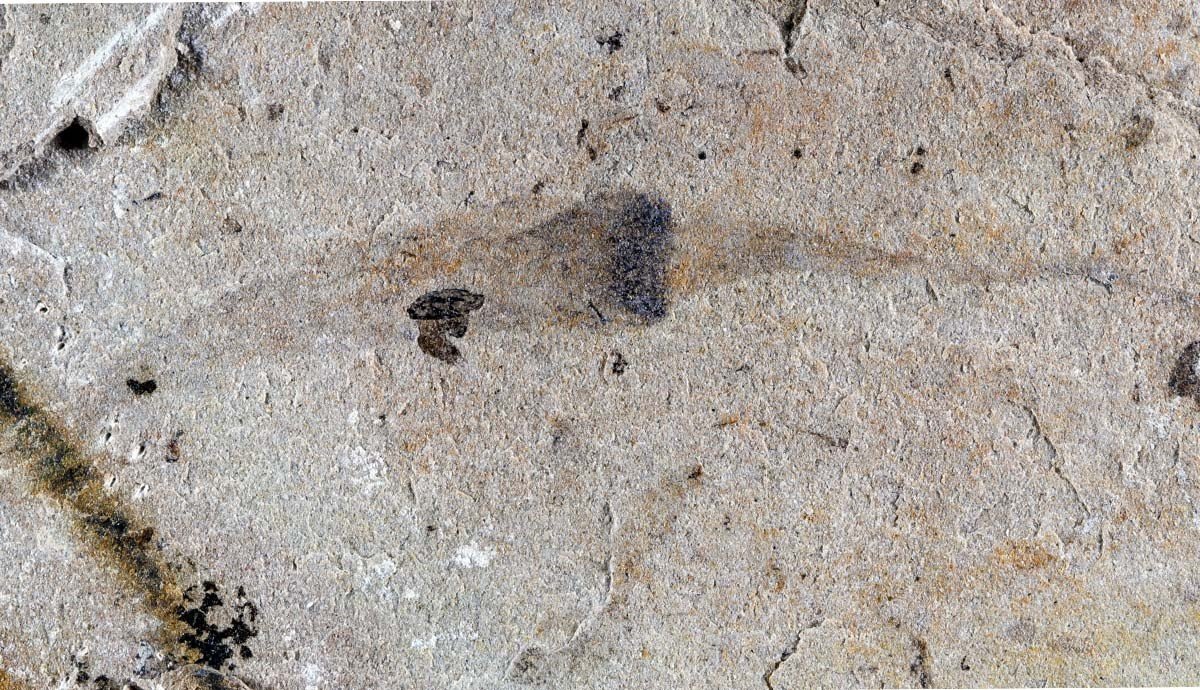 Một khu vực ở Trung Quốc phát hiện hơn 700 sinh vật có thể viết lại lịch sử sự sống Trái Đất: Chuyện gì đang xảy ra? - Ảnh 1.