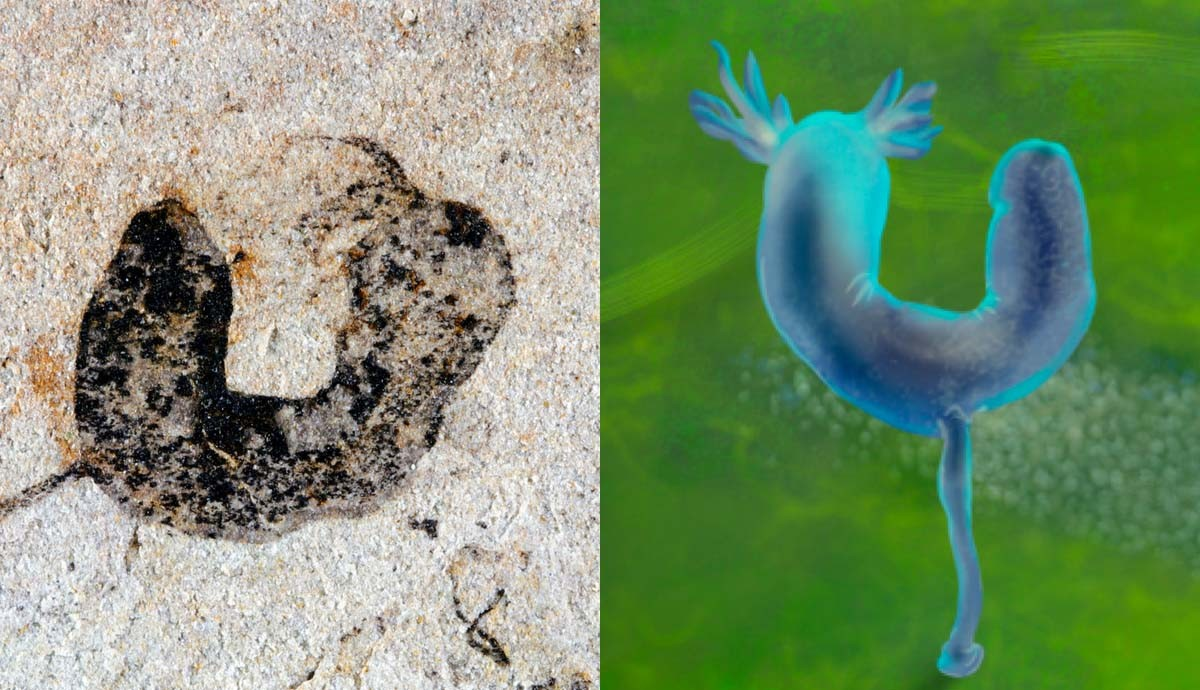 Một khu vực ở Trung Quốc phát hiện hơn 700 sinh vật có thể viết lại lịch sử sự sống Trái Đất: Chuyện gì đang xảy ra? - Ảnh 2.