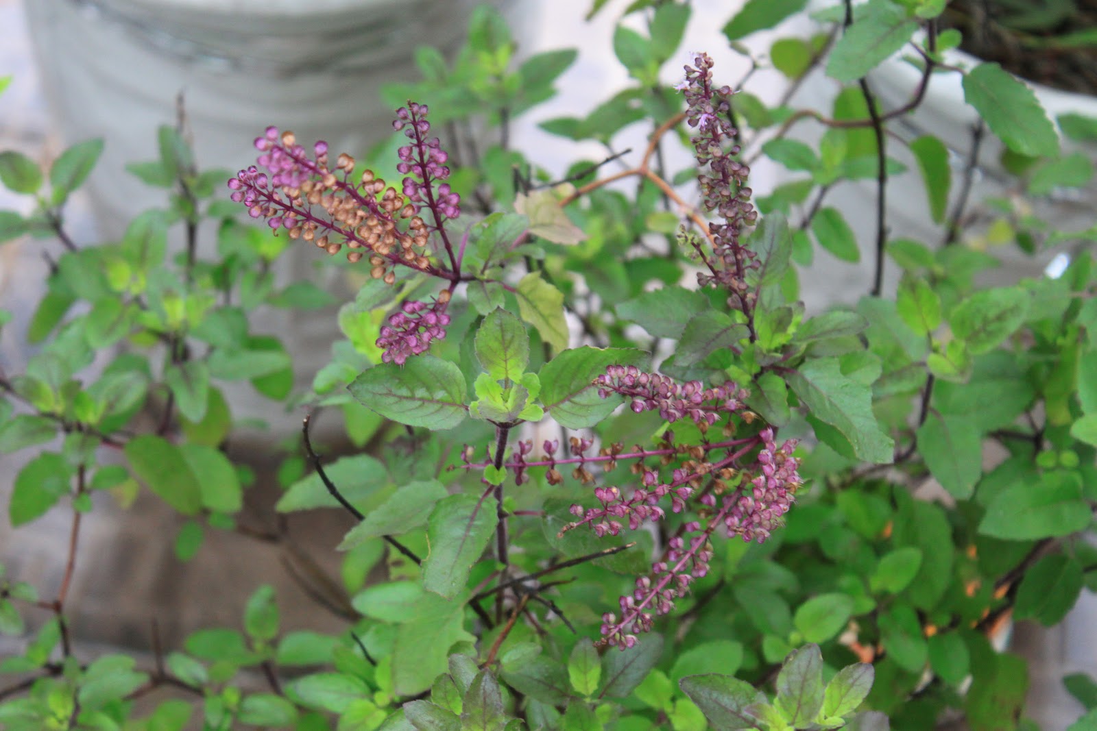 4 loại cây vừa “trấn trạch”, vừa làm thuốc, nên trồng trong nhà ngay - Ảnh 3.