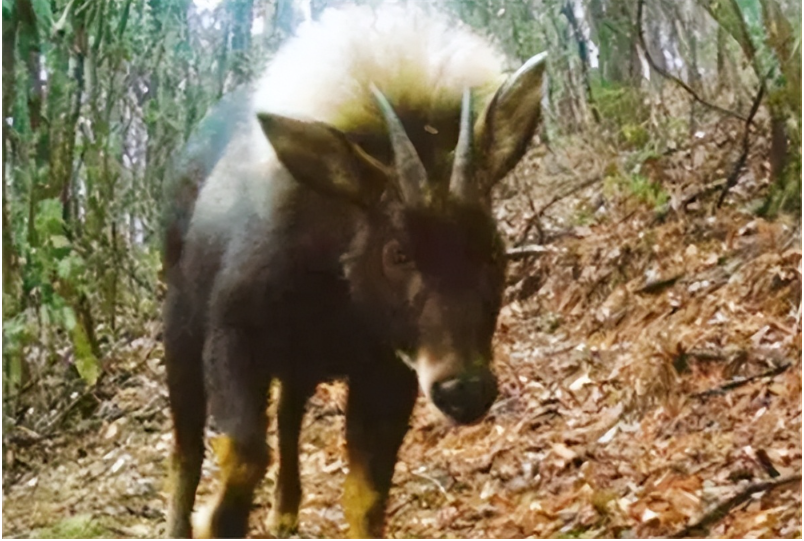 Loài thú lạ “đầu lừa, mình sói”, dài tới 2m bất ngờ tái xuất sau 500.000 năm: Sự thật quá bất ngờ! - Ảnh 2.