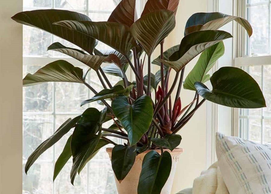 Lời khuyên đến những gia đình đang trồng trầu bà- Ảnh 2.