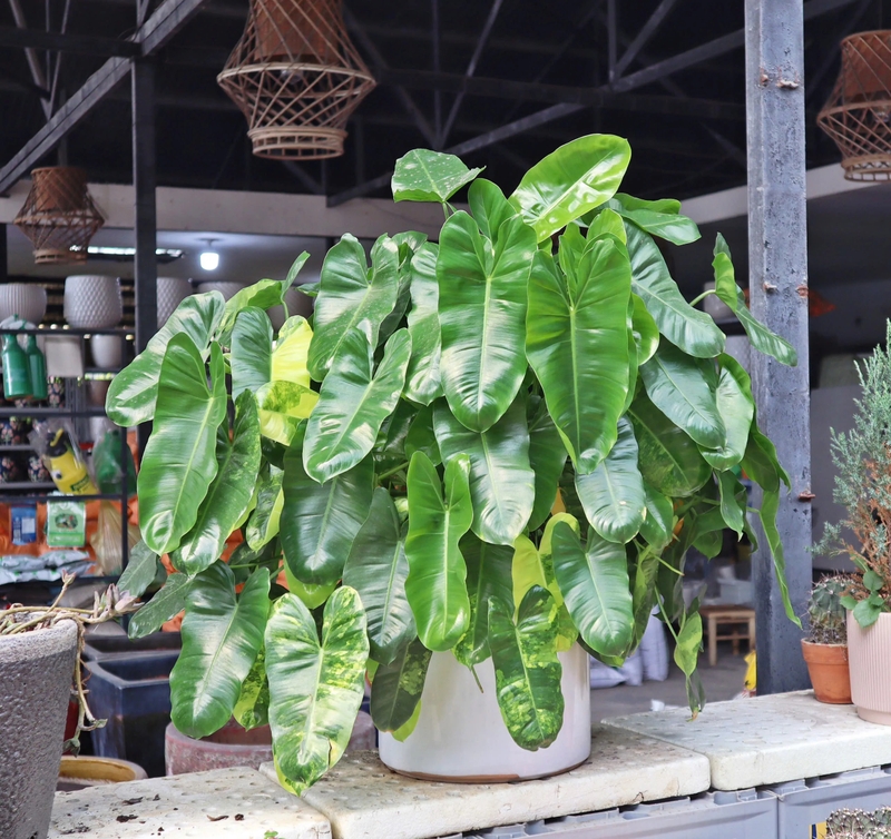 Lời khuyên đến những gia đình đang trồng trầu bà- Ảnh 3.