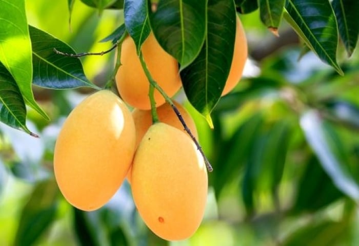 3 loại cây ăn quả không nên trồng trước nhà: "Cản" phong thủy, âm thầm gây hại sức khỏe - Ảnh 1.