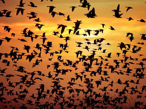 Hàng triệu con chim có hành vi lạ trên bầu trời, nhà khoa học kêu gọi người dân làm ngay hành động này - Ảnh 1.