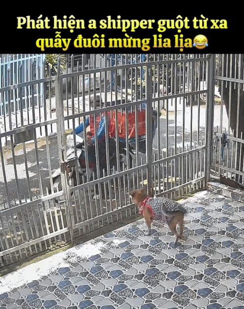 2h chiều khách đang ngủ trưa, shipper bị camera an ninh ghi lại chuỗi hoạt động âm thầm- Ảnh 5.