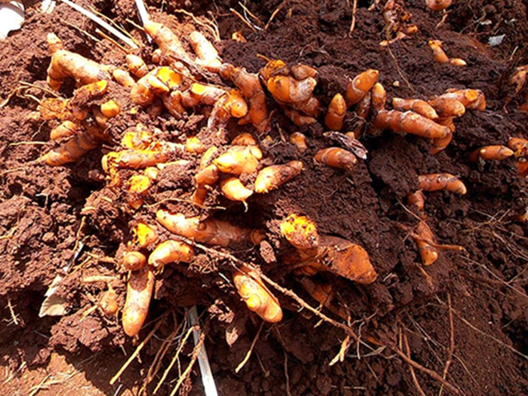 Top 7 thực phẩm thanh lọc máu, kích thích tuần hoàn và loại bỏ độc tố khỏi cơ thể, chợ Việt nào cũng bán- Ảnh 2.