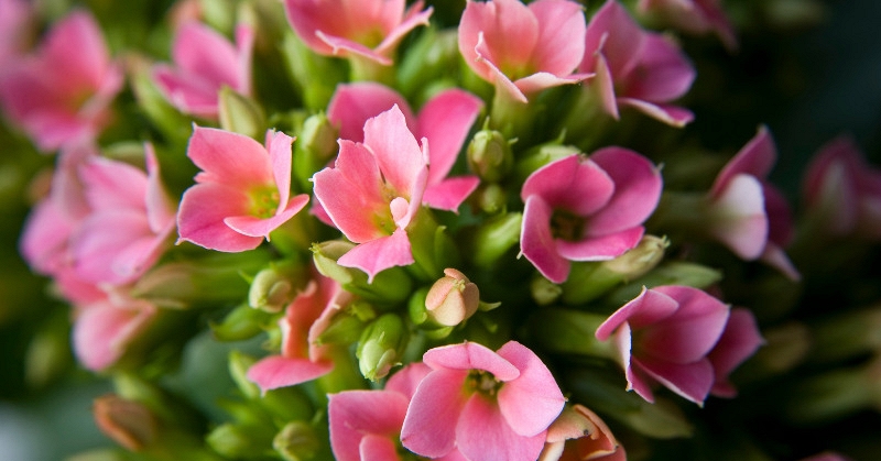 Lời khuyên đến những gia đình đang trồng cây đinh lăng - Ảnh 5.