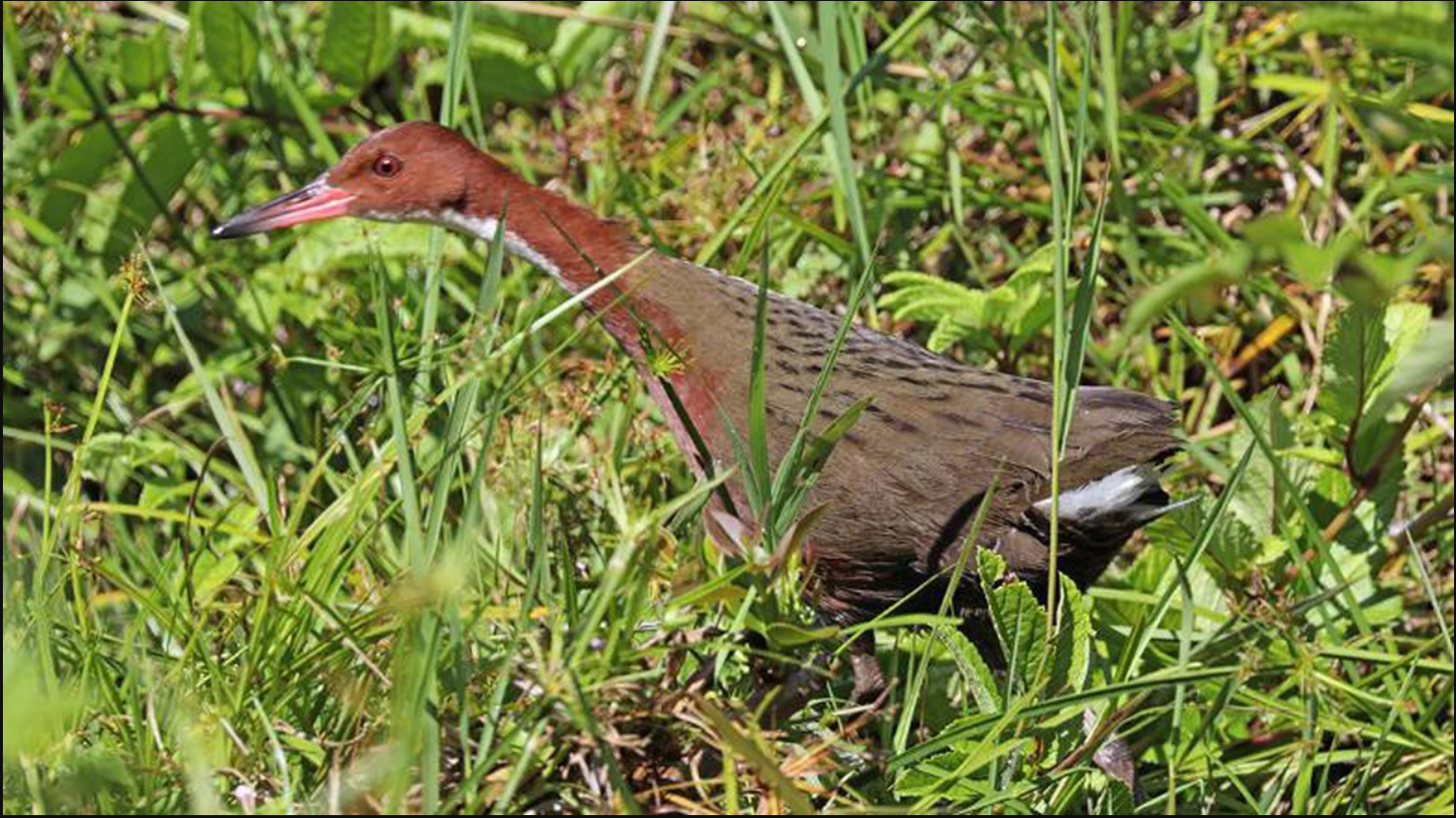 136.000 năm sau khi tuyệt chủng, loài chim cổ đại bất ngờ 